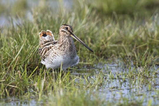 Common snipe (Gallinago gallinago) in a wet meadow, Lower Saxony, Germany