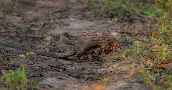 Pangolin in the grass on the ground, White-bellied pangolin (Phataginus tricuspis, Manis tricuspis), Western Region, Pangolin Rescue Centre, Uganda