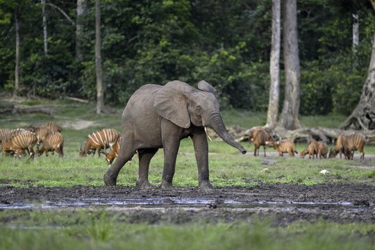 Forest elephant (Loxodonta cyclotis) and bongo antelope (Tragelaphus eurycerus) in the Dzanga Bai forest clearing, Dzanga-Ndoki National Park, Unesco World Heritage Site, Dzanga-Sangha Complex of Protected Areas (DSPAC), Sangha-Mba&eacute;r&eacute; Prefecture, Central African Republic
