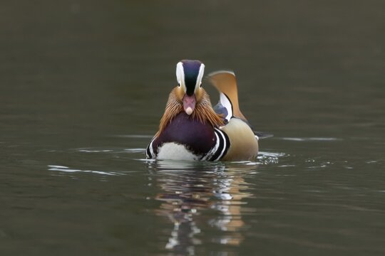 Mandarin duck (Aix galericulata) adult male bird on a lake, England, United Kingdom