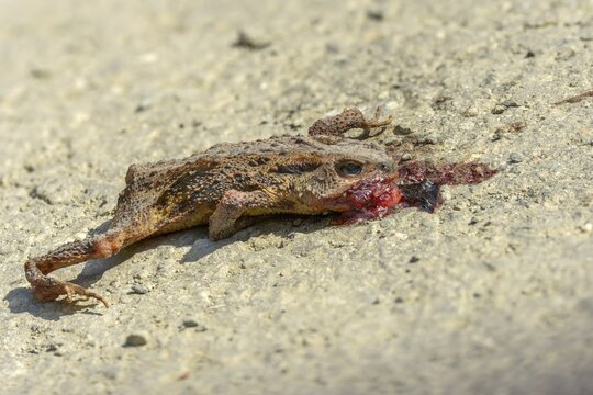 Bufo bufo, common toad, toad, dead find, amphibians, amphibians, amphibians, amphibians, street death, death, dead, traffic death, run over