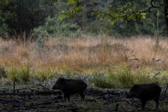 Two wild boar (Sus scrofa) foraging for acorns at the edge of an oak forest, the neighbouring moorland meadow offers quick protection in case of danger, mast year, acorns, beechnuts, October, Denmark