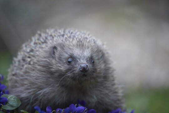 European hedgehog (Erinaceus europaeus) adult animal walking across flowering Violet flowers in a garden, England, United Kingdom