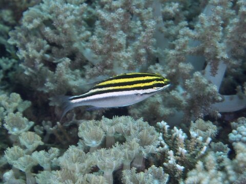 A striped fish, sash snapper (Scolopsis bilineata) juvenile, swimming over soft corals, dive site Spice Reef, Penyapangan, Bali, Indonesia