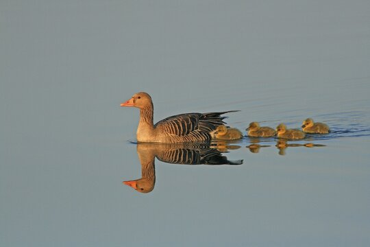 Grey Goose (Anser anser) with goslings