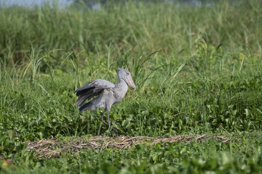 A shoebill (Balaeniceps rex) stands in its nest amongst the reeds, flapping its wings, at the mouth of the Victoria Nile, Murchison Falls National Park, Uganda