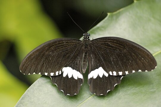 Papilio thoas, Swallowtail, Papilionidae sitting on a leave with spreading wings