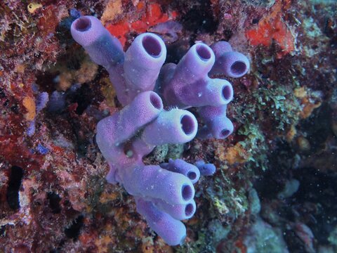 Purple tube sponge (Callyspongia fallax) on a colourful coral reef, Nursery dive site, Pompano Beach, Florida, USA