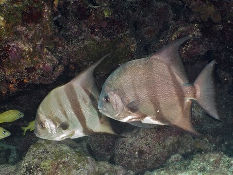 Two specimens of Atlantic spadefish (Chaetodipterus faber), Amber Jack dive site, Destin, Panhandle, Gulf of Mexico, Florida, USA