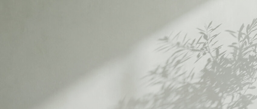 Soft Olive Branch Shadows Falling Across a Sage Grey Mineral Wall with Open Space at Left