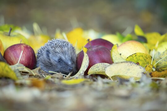 European hedgehog (Erinaceus europaeus) adult animal walking amongst fallen apples on a garden lawn in the autumn, Suffolk, England, United Kingdom
