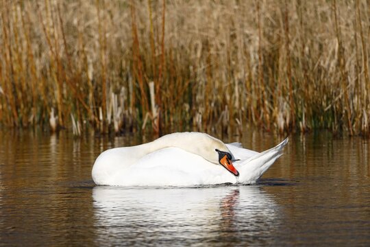 Mute swan (Cygnus olor) swimming in the water, Schleswig-Holstein, Germany
