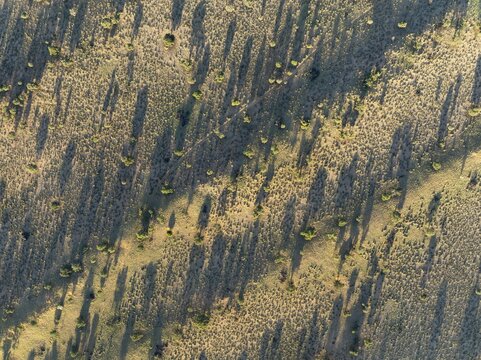 Parallel, linear sand dunes grown with camelthorn trees (Vachellia erioloba) in the Kalahari Desert. During the rainy season with green vegetation. Aerial view. Drone shot. Namibia