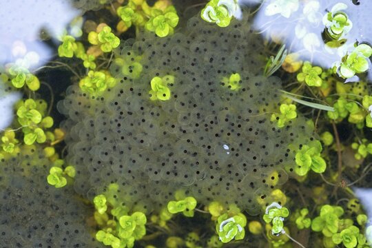 Common frog, common frog, rana temporaria, amphibians, amphibians, frog, frogs, spawn, spawning ball, amphibian, spawn, spawn