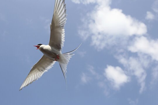 Arctic Arctic Tern (Sterna paradisaea) flying in the blue sky, Lapland, Norway
