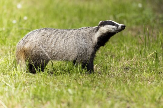 Badger raises its head and sniffs in a green meadow, european badger (Meles meles), Germany