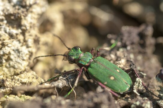 Carabidae, Cicindela campestris, field sandground beetles, sandground beetles, beetles, Coleoptera, arthropods, green tiger beetles, insects, beetles, ground beetles