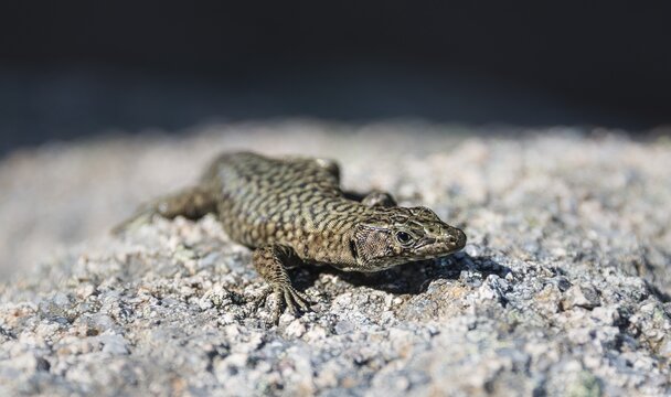Bedriaga's rock lizard (Archaeolacerta bedriagae), on stone, Corsica, France