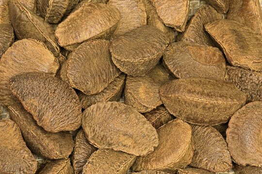 Brazil nut (Bertholletia excelsa), fruits, nuts, with shell, unshelled, Germany