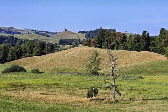 Linden trees (Tilia) growing in parched, dried-up meadows in the drumlin landscape, the hot summer of 2026, Hirzel, Canton of Zurich, Switzerland