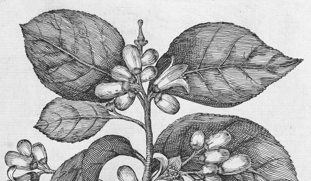 Flowering lemon tree, citrus fruit, copperplate engraving from Giovanni Baptista Ferrari Hesperides, Sive, de Malorum Aureorum Cultura et Usu Libri Quatuor, Rome, 1646