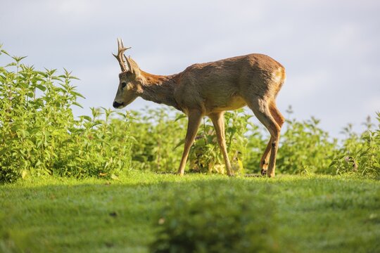 A male roe deer (Capreolus capreolus) walks across a green meadow dotted with nettle bushes on a sunny day. Bavaria, Germany