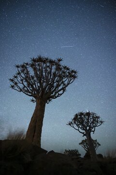 Quiver trees (Aloe dichotoma), night shot with starry sky, quiver tree forest in Garaspark near Keetmanshoop, Karas Region, Namibia