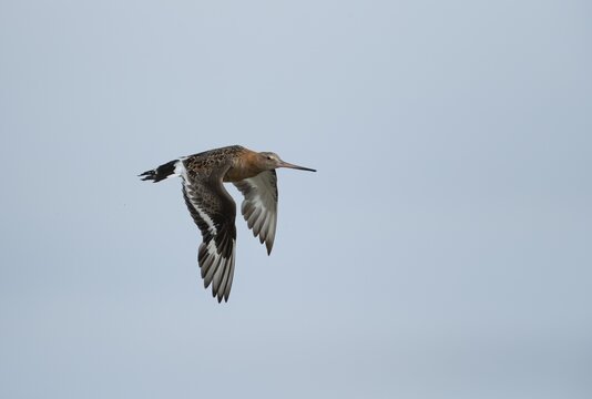 Black tailed godwit (Limosa limosa) adult male bird in flight, Norfolk, England, United Kingdom