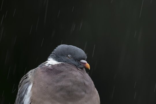 Wood pigeon (Columba palumbus) adult garden bird in a rain storm in summer, England, United Kingdom