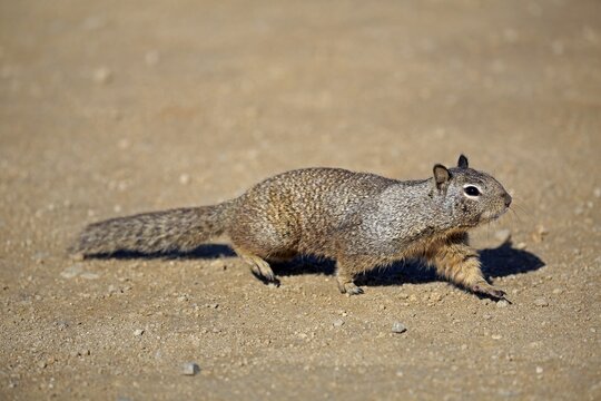 California ground squirrel (Citellus beecheyi), adult, running, California, USA