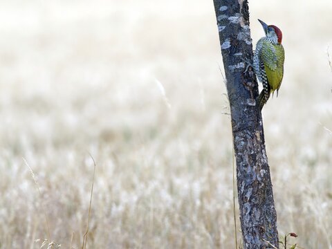 Green Woodpecker (Picus viridis), a young bird perched on the trunk of a fruit tree, Solms, Hesse, Germany