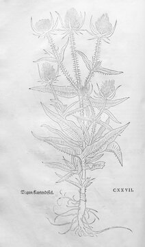 Wild teasel, forest teasel, rubble teasel (Dipsacus fullonum), woodcut by Leonhart Fuchs, from New Kre&uuml;terbuch, neues Kr&auml;uterbuch, Michael Isingrin, Basel, Switzerland, 1543