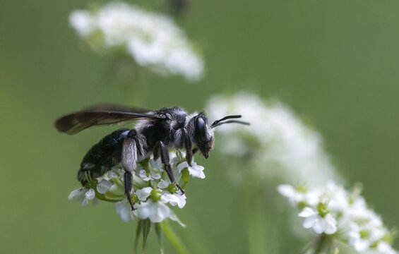 Andrena agilissima, apidae, bees, blue iridescent earth bee, blue iridescent sand bee, blue-black sand bee, hymenoptera, sand bee, mustard-blue iridescent sand bee, violet-winged mining bee, insects, wild bees