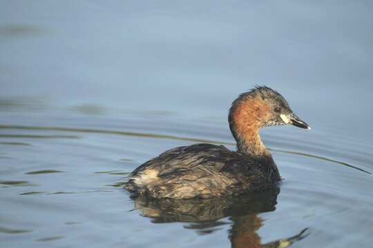 Little grebe (Tachybaptus ruficollis) Allg&auml;u, Bavaria, Germany, Allg&auml;u, Bavaria, Germany