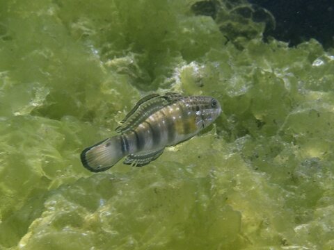 A goby, the dredger goby (Amblygobius phalaena), swims close to green algae in the water, Secret Bay dive site, Gilimanuk, Bali, Indonesia
