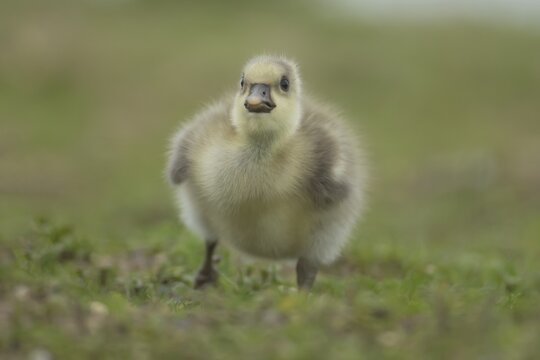 Greylag goose (Anser anser) juvenile baby gosling bird on grassland, England, United Kingdom