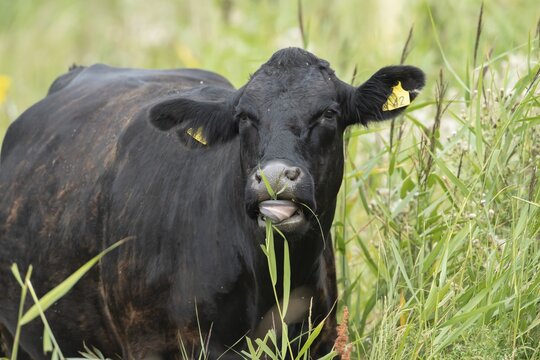 Domestic cow (Bos taurus) adult animal feeding on reeds, Norfolk, England, United Kingdom