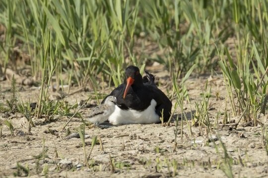 Eurasian oystercatcher (Haematopus ostralegus) adult wading bird seemingly adopted a Pied avocet (Recurvirostra avosetta) juvenile baby chick on an island in summer, RSPB Minsmere nature reserve, Suffolk, England, United Kingdom