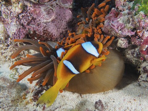Pair of red sea clownfish (Amphiprion bicinctus) in its splendour anemone (Heteractis magnifica), Dive site Abu Dabab, Red Sea, Egypt