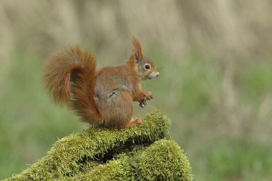 Eurasian red squirrel (Sciurus vulgaris), on deadwood covered with moss, Wildlife, North Rhine-Westphalia, Germany