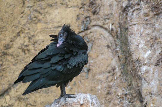 Geronticus eremita, wild rapp, birds, ciconiiformes, walking birds, stork birds, birds
