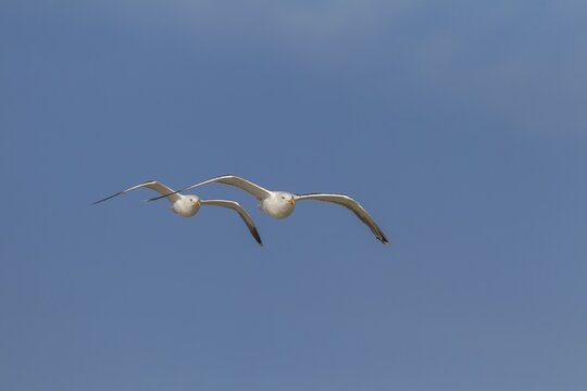 Two lesser black-backed gulls (Larus fuscus) gliding along the Danish North Sea coast, aerial photograph, flying in pairs, sky blue, August, Denmark