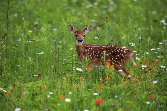 White-tailed deer (Odocoileus virginianus), young animal, ten days, standing in flower meadow, Pine County, Minnesota, USA