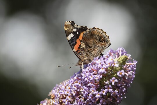 Red admiral butterfly (Vanessa atalanta) adult insect feeding on garden purple Buddleja or Buddleia flowers in summer, Suffolk, England, United Kingdom