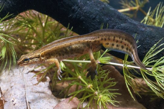 Threaded newt, Lissotriton helveticus, palmate newt, Triturus helveticus, amphibians, amphibians, caudata, amphibians, males, newts, newts, tailed amphibians, water newts
