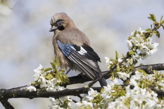 Eurasian jay (Garrulus glandarius) sitting on branch of a flowering cherry tree, Hesse, Germany