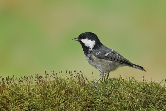 Coal tit (Parus ater), sitting on moss on the forest floor, Wilden, North Rhine-Westphalia, Germany