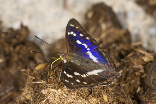 Apatura iris (Apatura iris) male sucking on horse droppings, Baden-W&uuml;rttemberg, Germany