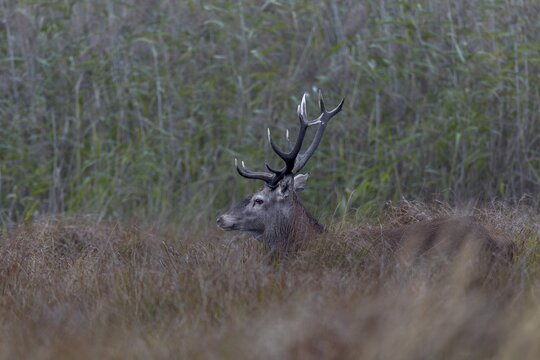 Red deer (Cervus elaphus) leaving a reed thicket in the late afternoon, rutting season, marshland, Germany