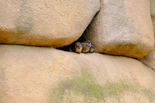 Rock hyrax family huddling together inside stone crevice in wild rocky habitat